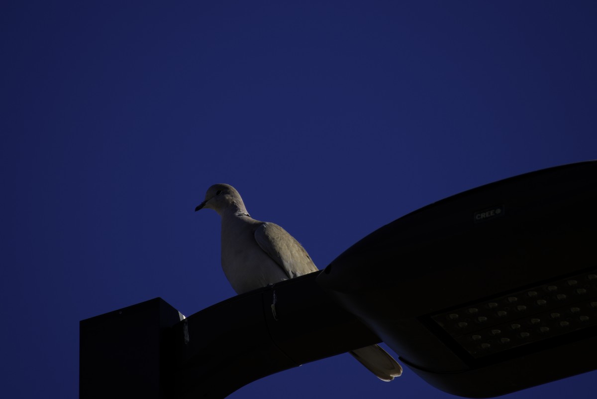 Eurasian Collared-Dove - ML646564961