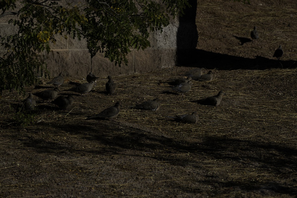 Mourning Dove - ML646564963