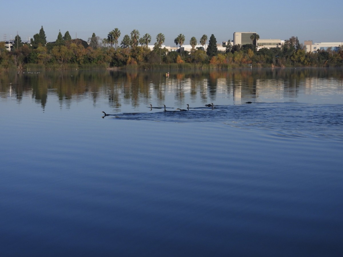 Double-crested Cormorant - ML646564964