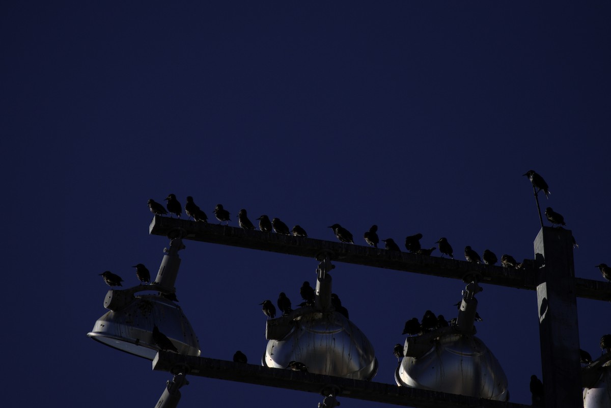 European Starling - ML646564966