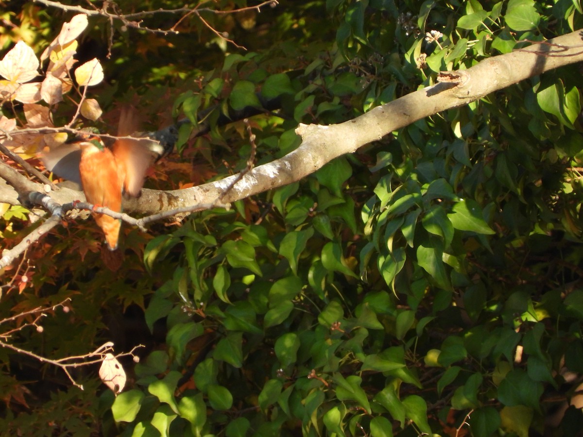 Martin arrantzalea - ML646564967