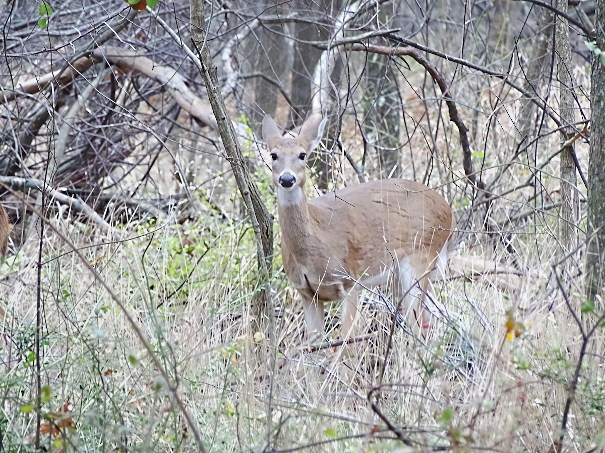 White-tailed Deer - ML646564968