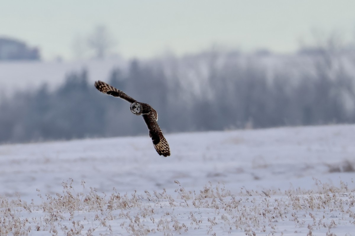 Short-eared Owl - ML646564969