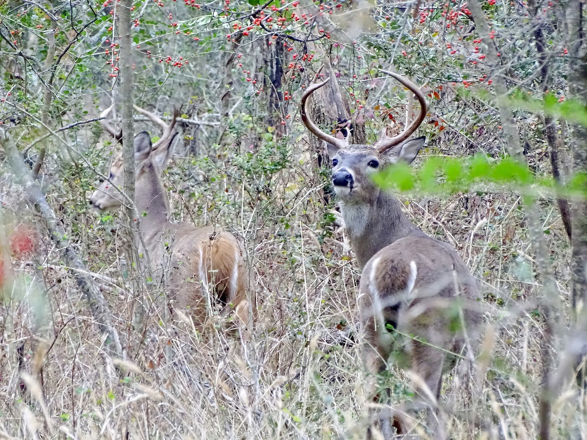 White-tailed Deer - ML646564970