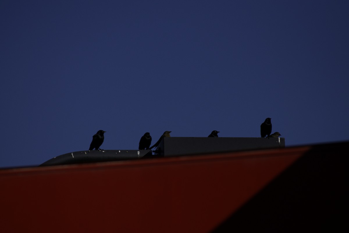 Трупіалець пурпуровий - ML646564971