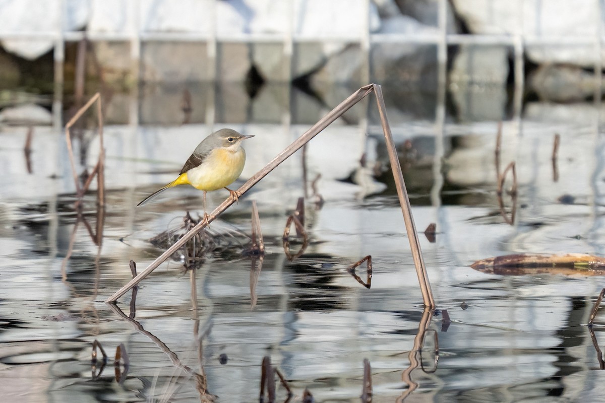 Gray Wagtail - ML646564972
