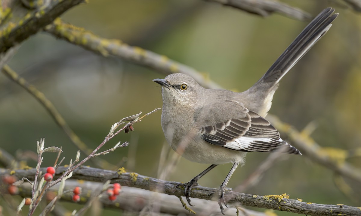 Northern Mockingbird - ML646564973