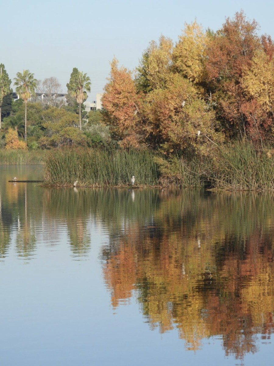 Квак звичайний - ML646564974