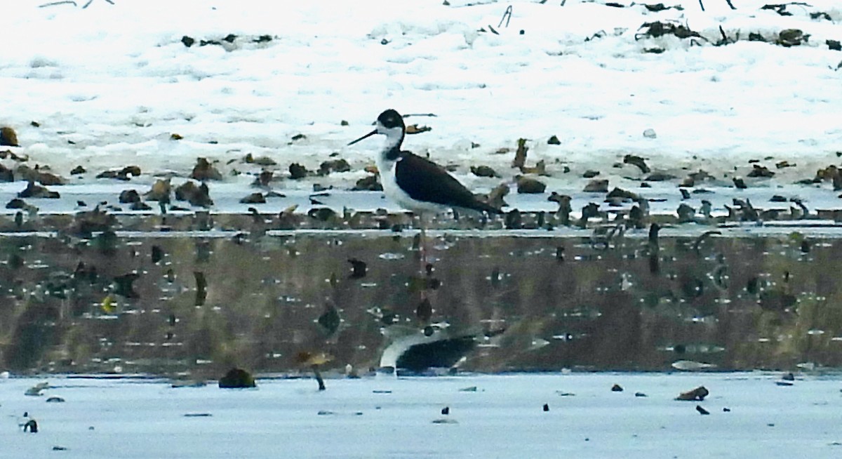 Black-necked Stilt - ML646564977