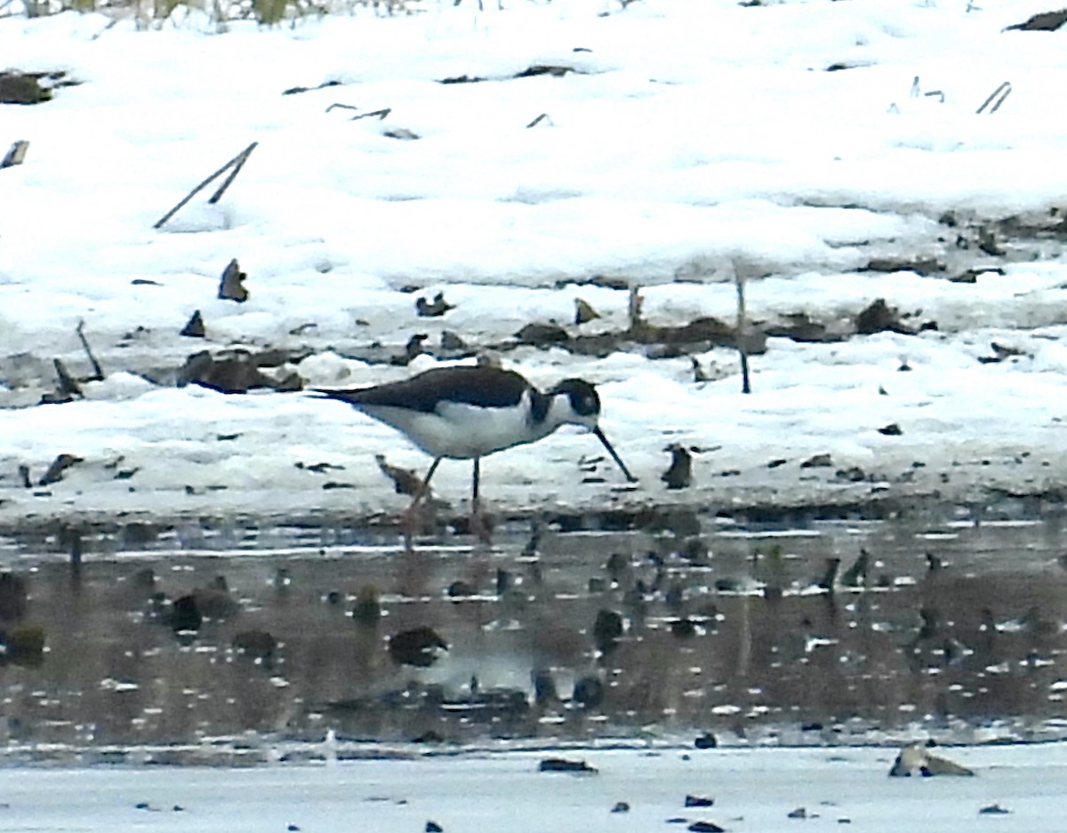 Black-necked Stilt - ML646564978