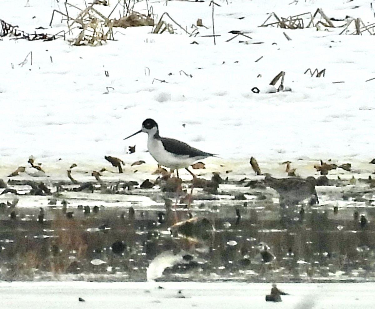 Black-necked Stilt - ML646564979