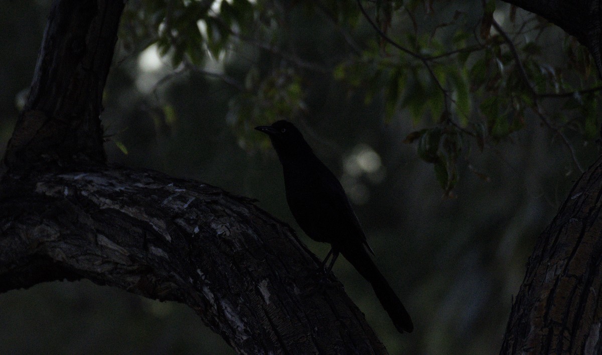 Гракл великохвостий - ML646564982