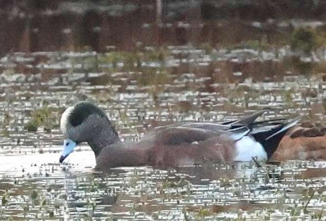 Свищ американський - ML646564983