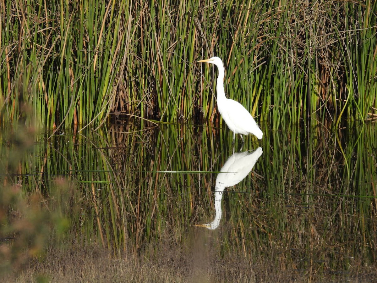 Чапля велика - ML646564988
