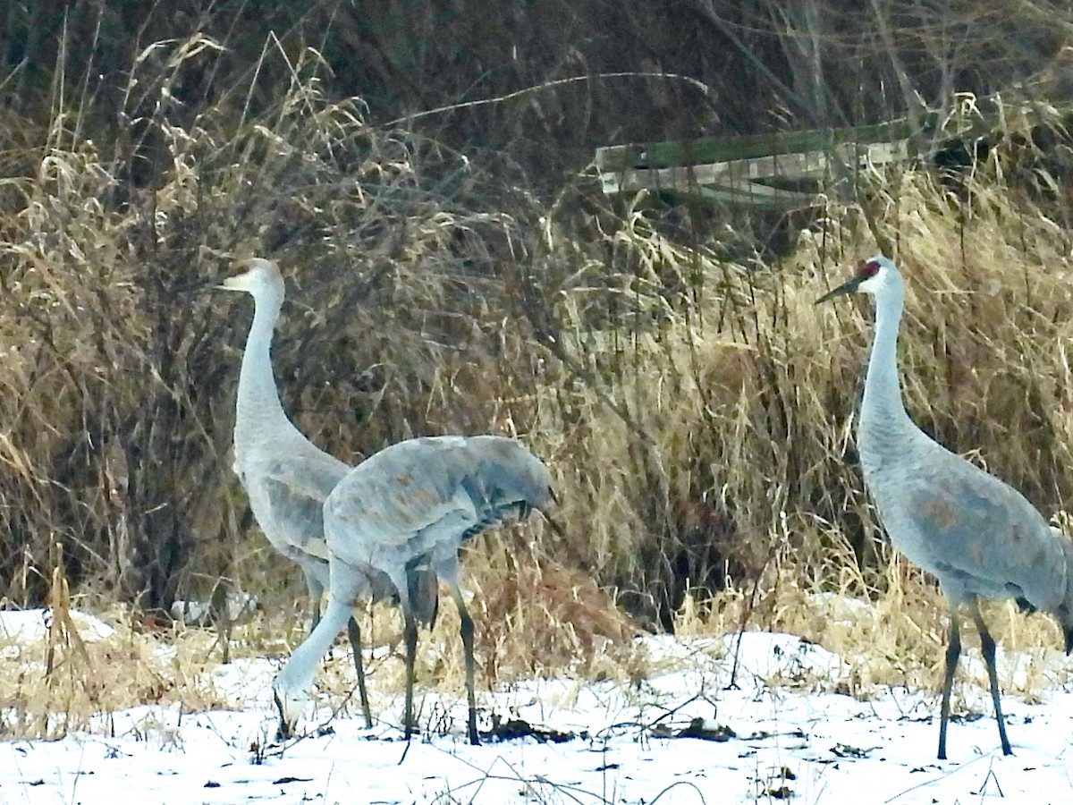 Sandhill Crane - ML646564989