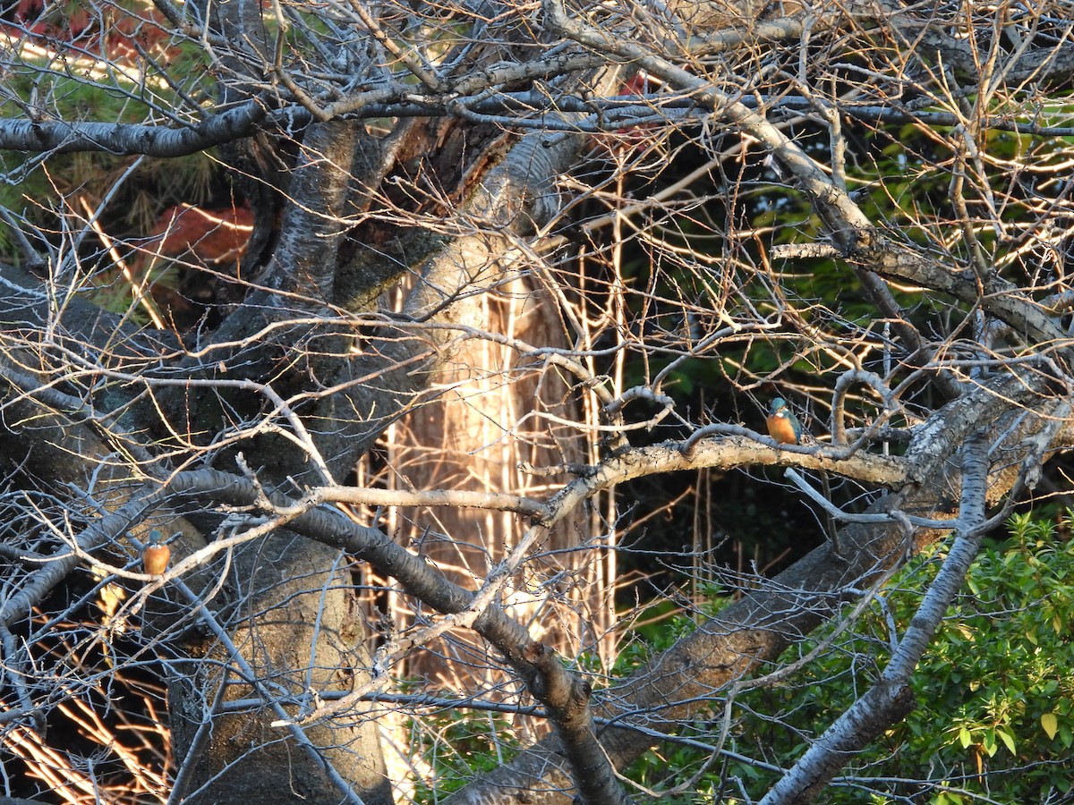 Рибалочка блакитний - ML646564990