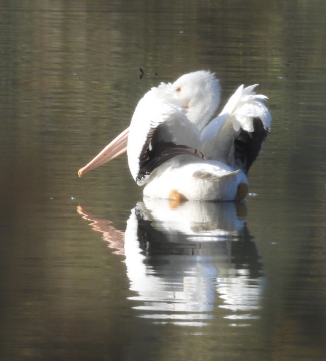 Пелікан рогодзьобий - ML646564991
