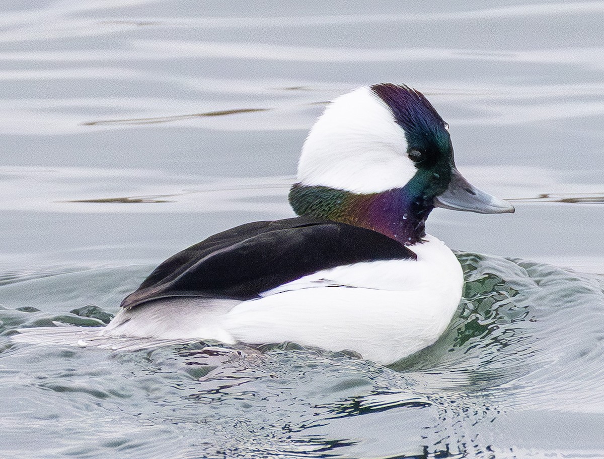 Гоголь малий - ML646564994