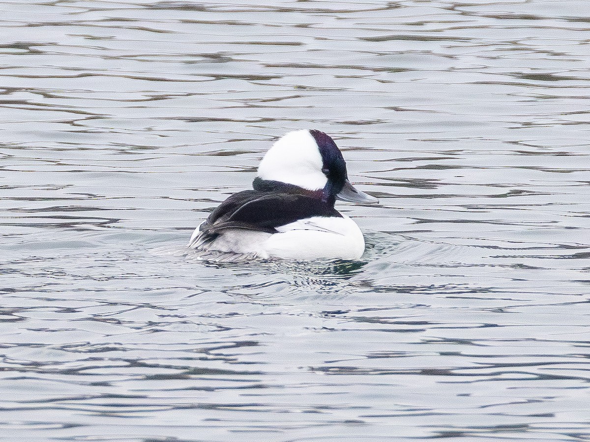 Гоголь малий - ML646564995