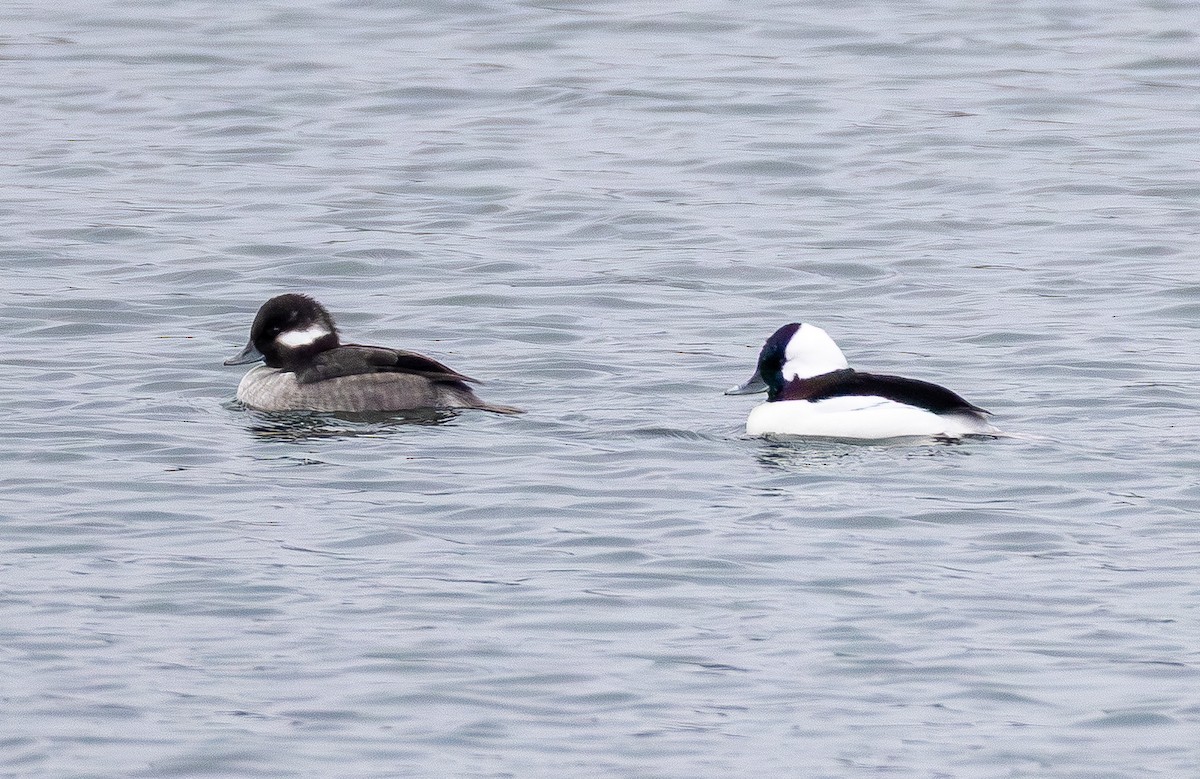 Гоголь малий - ML646564996