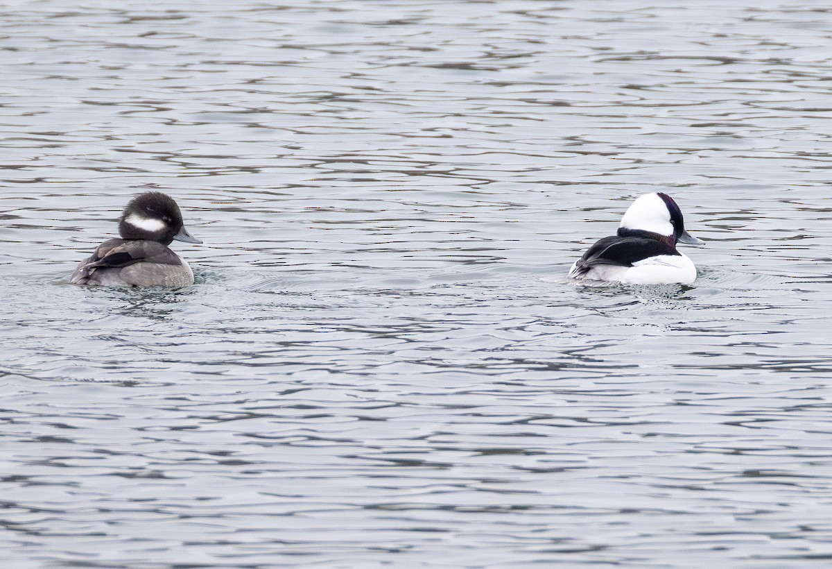 Гоголь малий - ML646564997