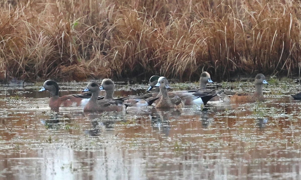 Свищ американський - ML646564998