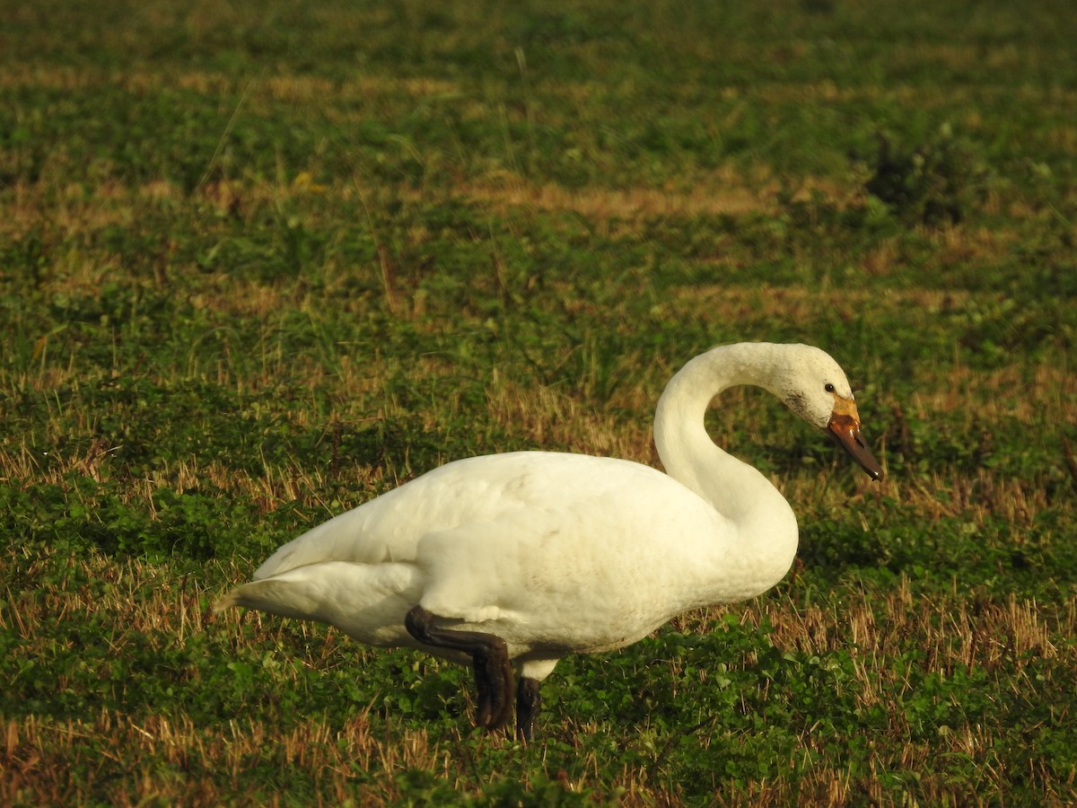 Whooper Swan - ML646565008
