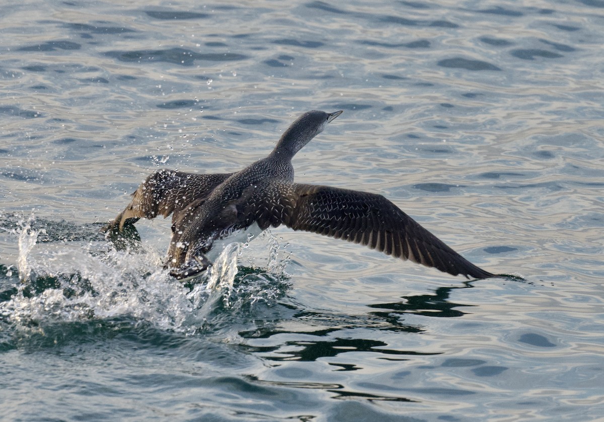 Гагара червоношия - ML646565009