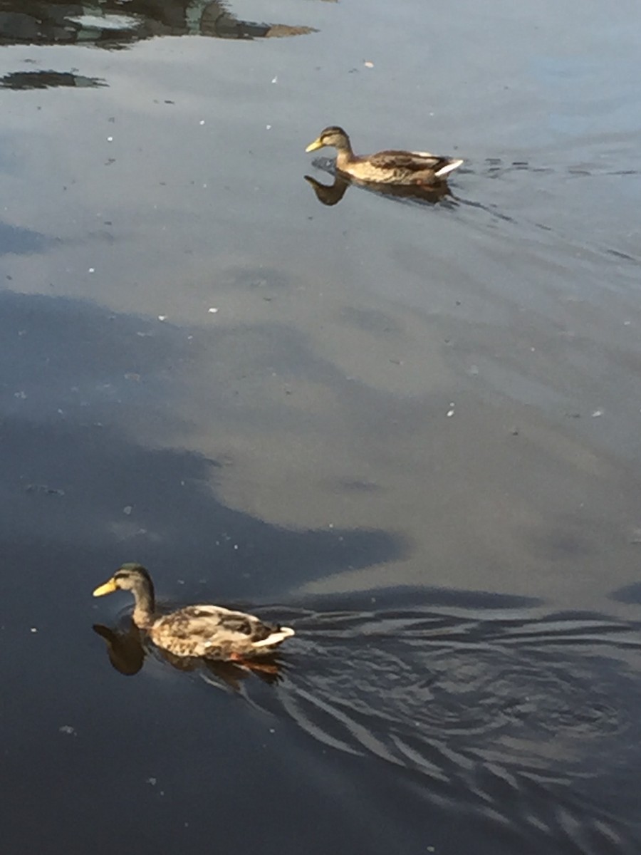 Крижень звичайний - ML646565010