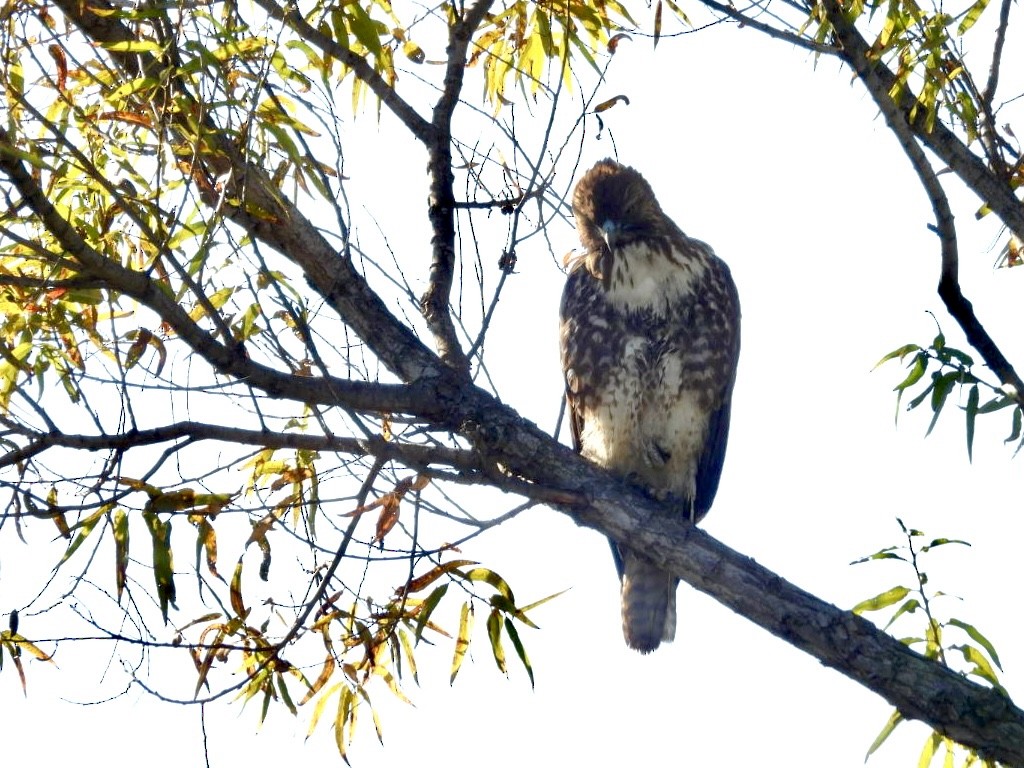 Канюк неоарктичний - ML646565011