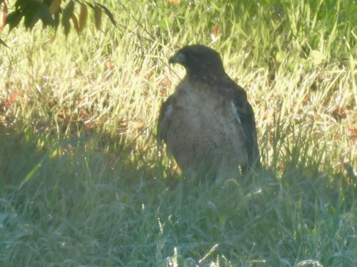 Канюк неоарктичний - ML646565012