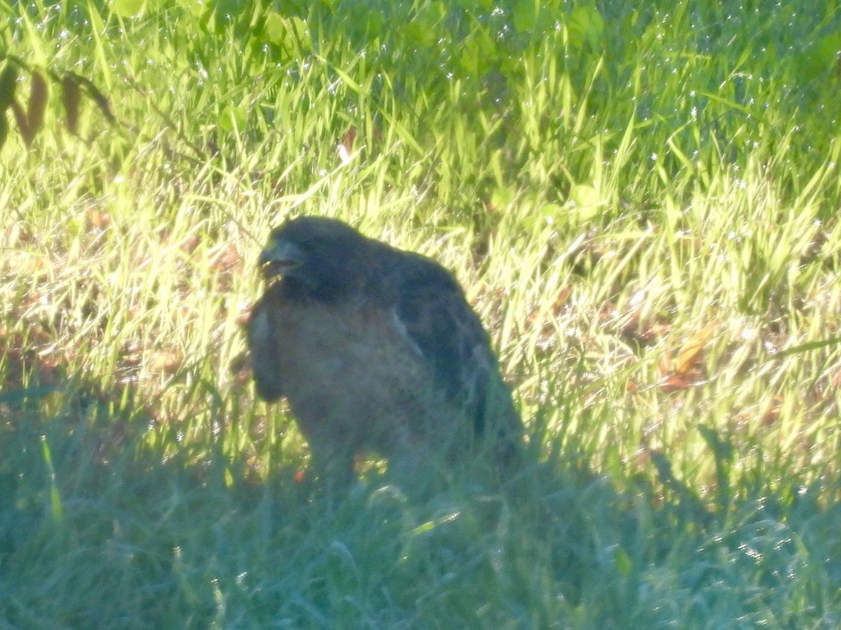 Канюк неоарктичний - ML646565013