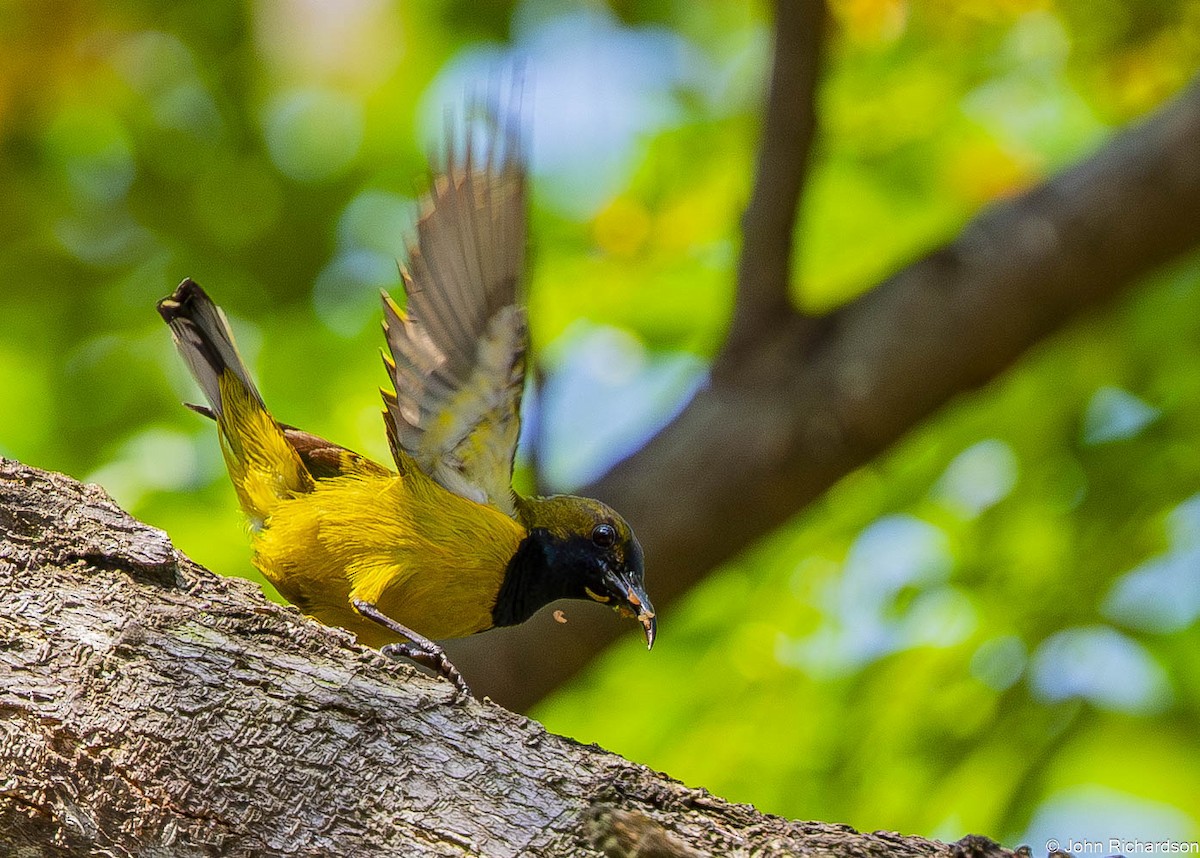 Ornate Sunbird - ML646565017