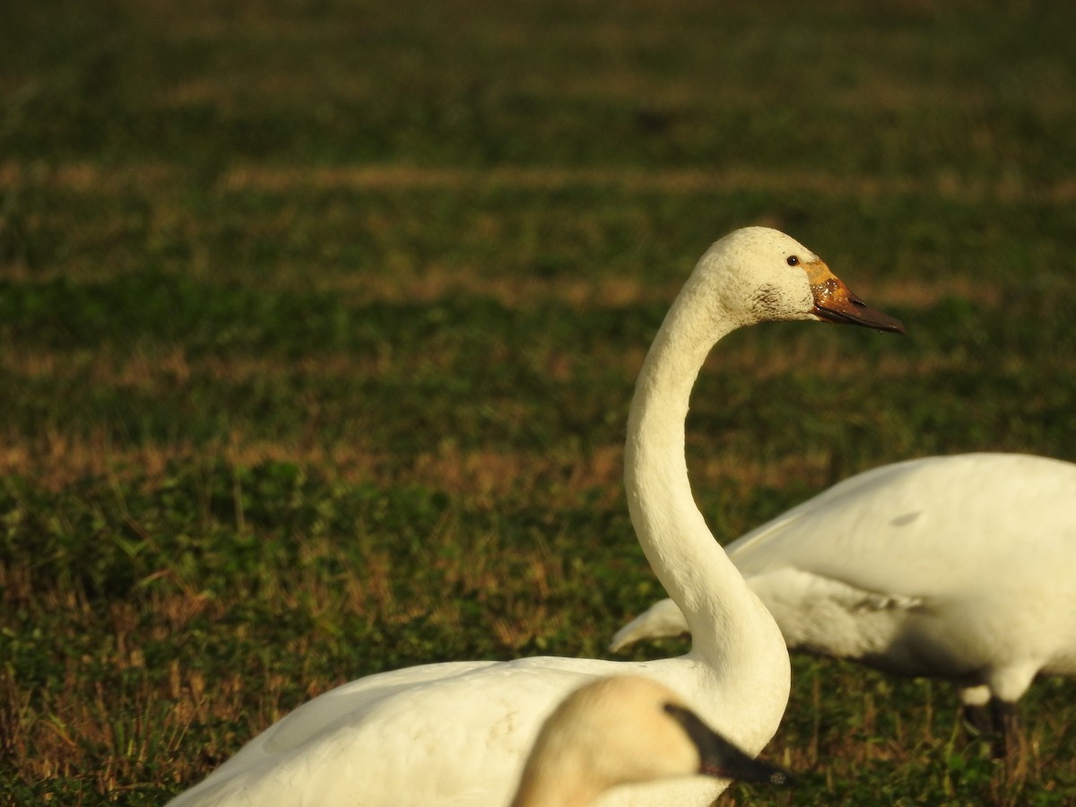 Whooper Swan - ML646565027