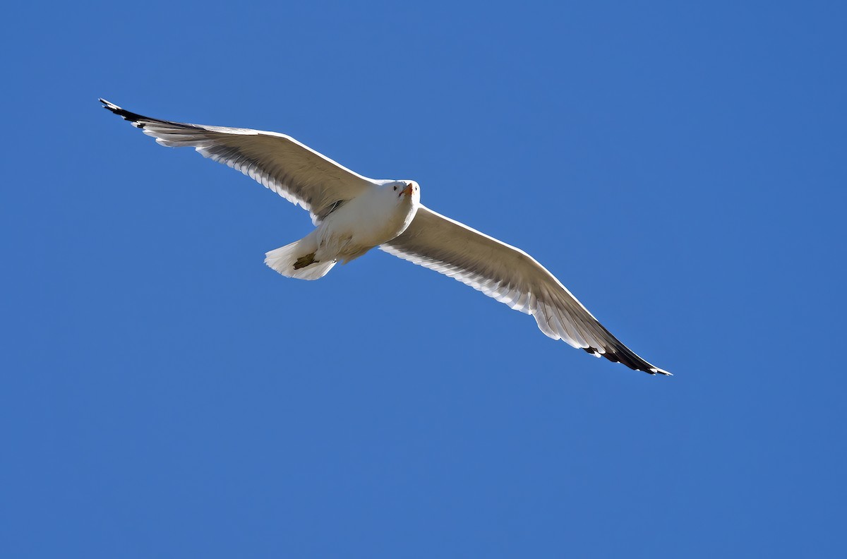 Gaviota Californiana - ML646565028