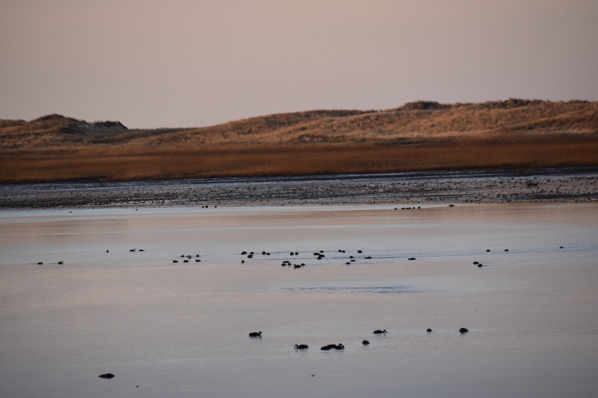 American Black Duck - ML646565029