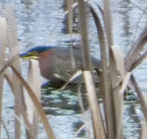 Чапля зелена - ML646565031