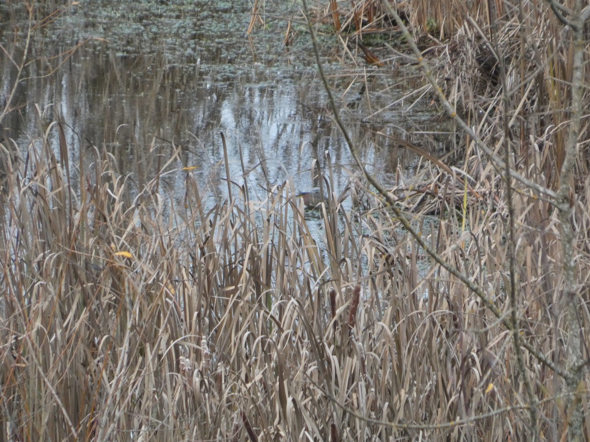 Чапля зелена - ML646565032