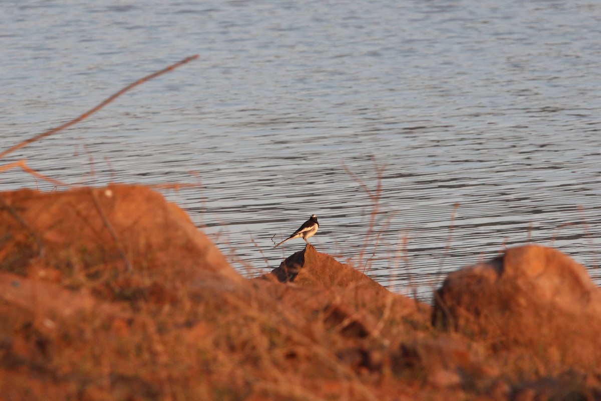 skjæreerle - ML646565033