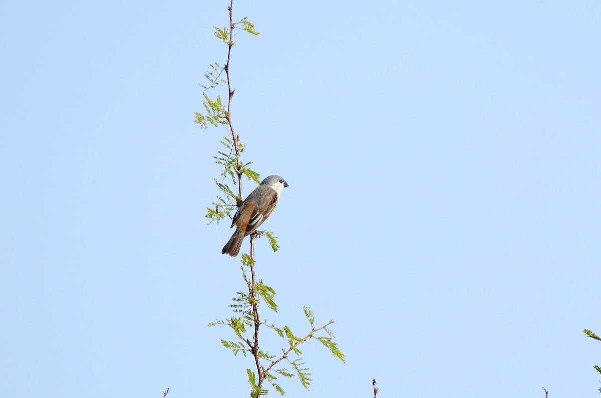 Marsh Seedeater - ML646565035