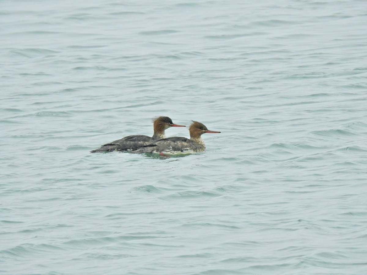 Red-breasted Merganser - ML646565036