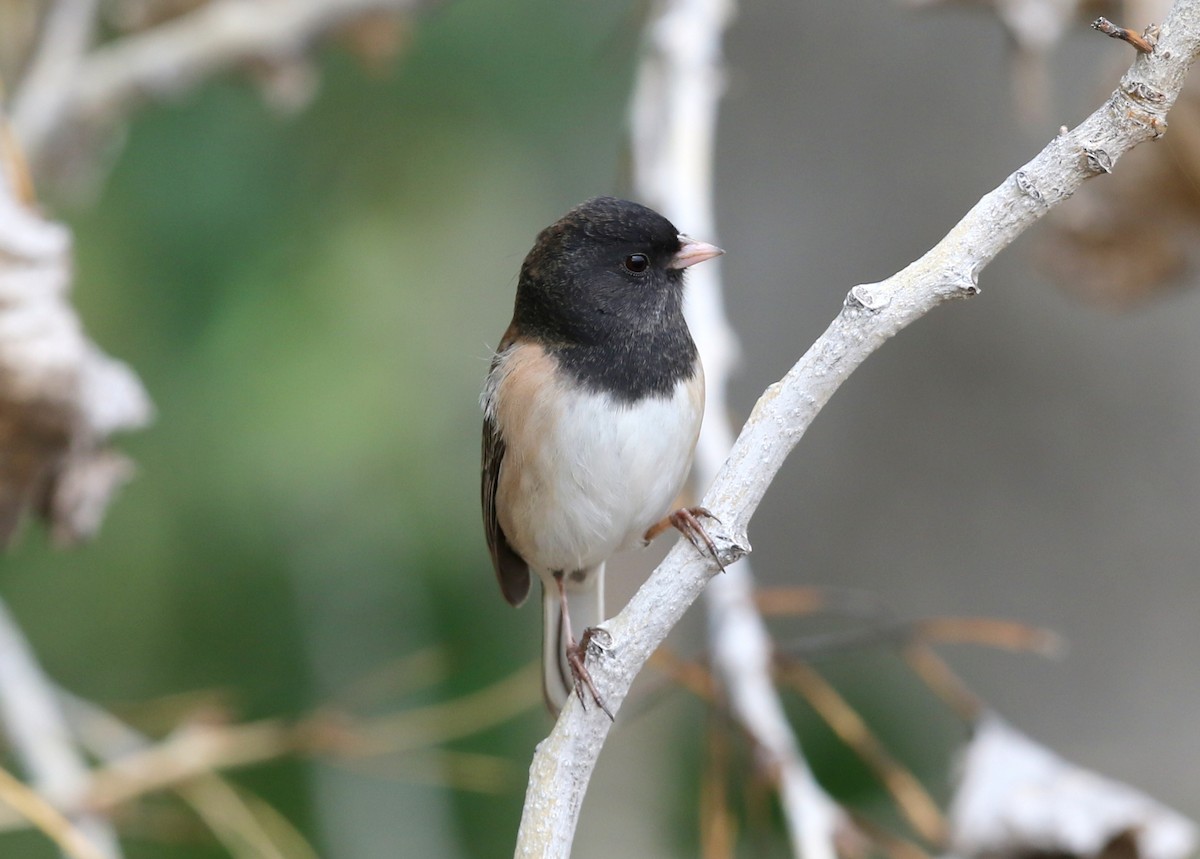 strnadec zimní [skupina oreganus] - ML646565037