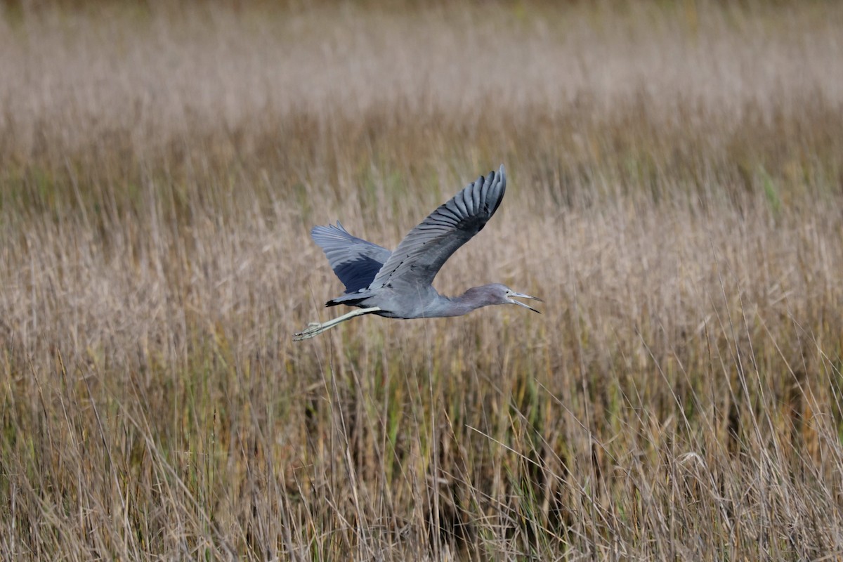 Little Blue Heron - ML646565039