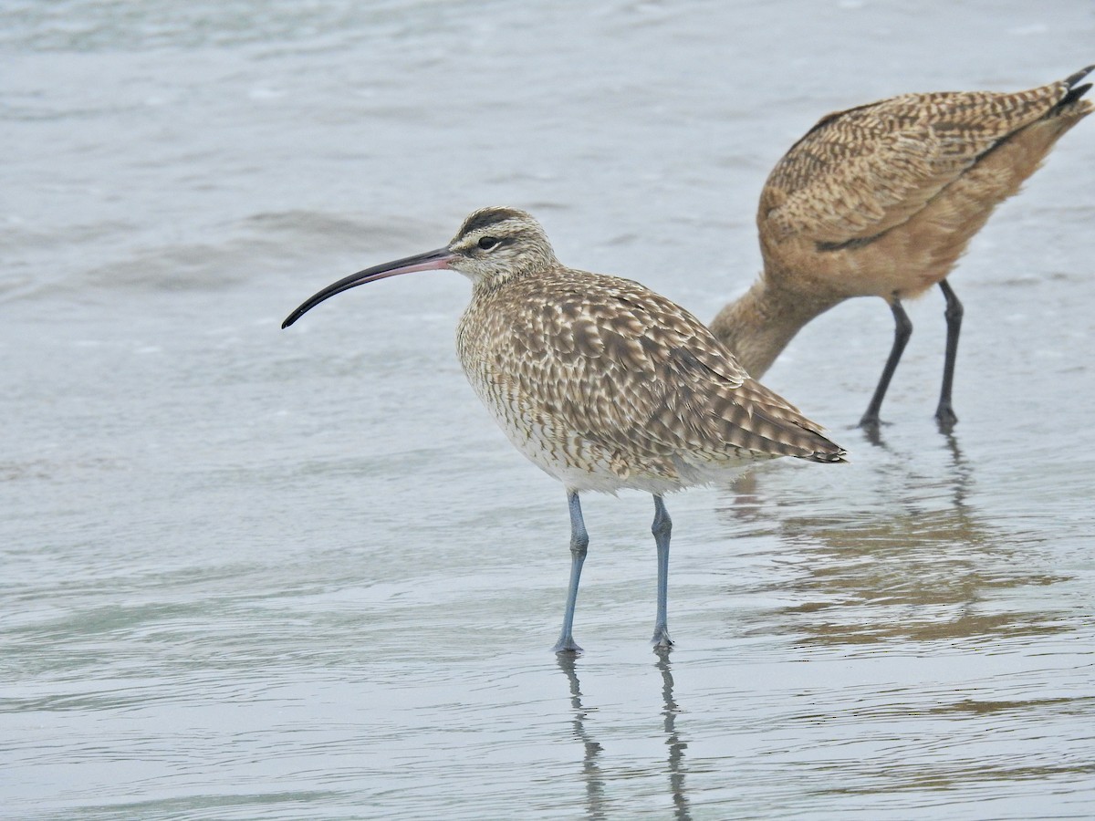 Hudsonian Whimbrel - ML646565041
