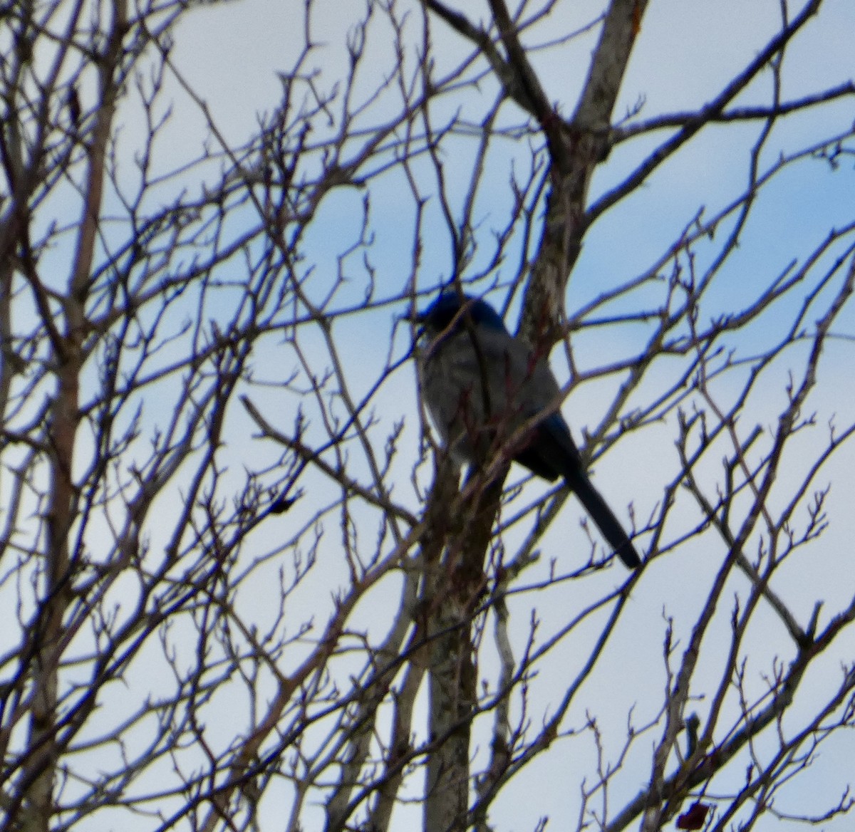 Сойка каліфорнійська - ML646565042