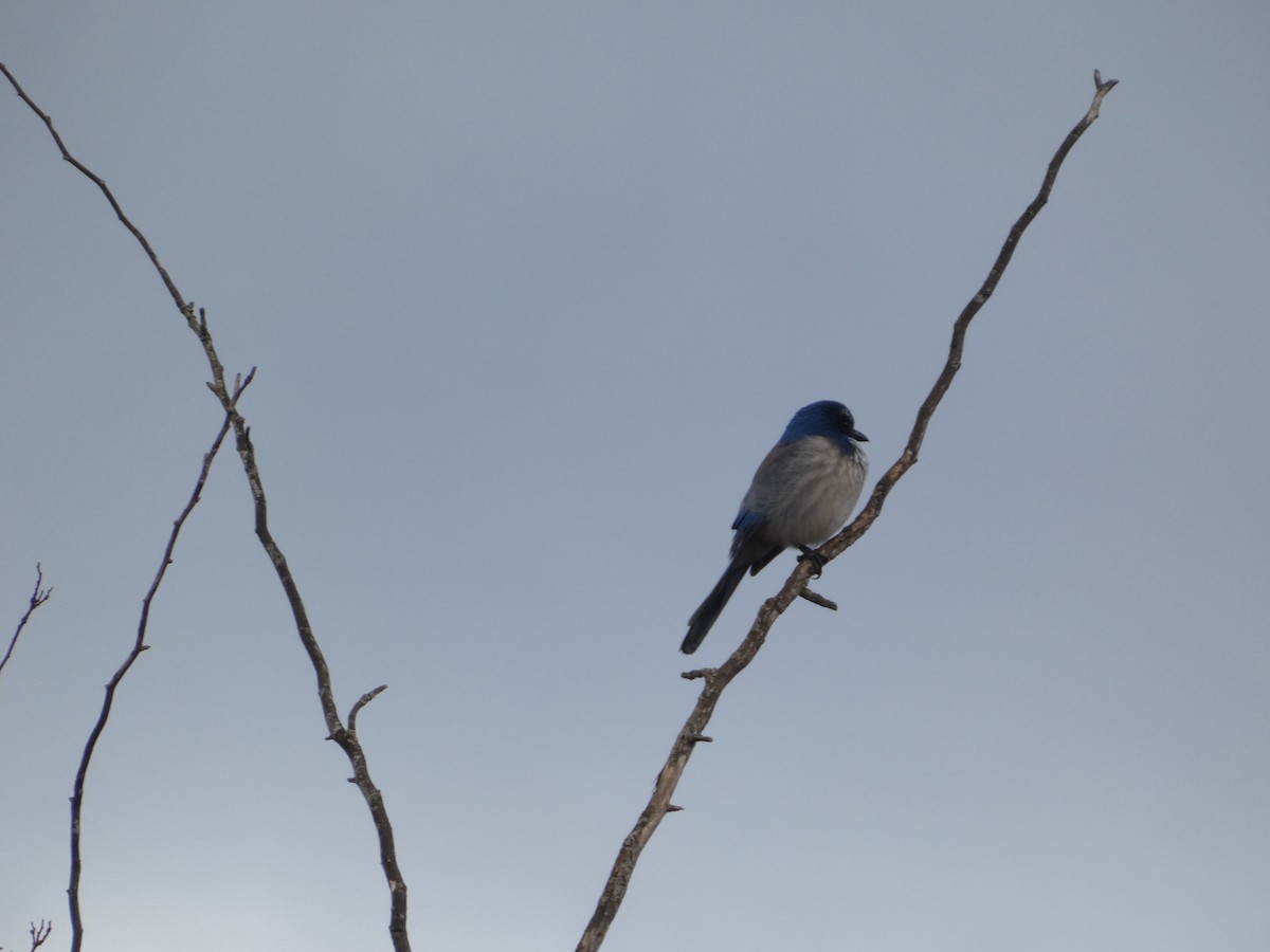 Сойка каліфорнійська - ML646565043