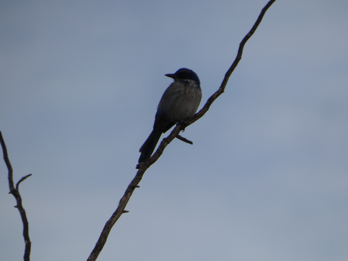 Сойка каліфорнійська - ML646565044