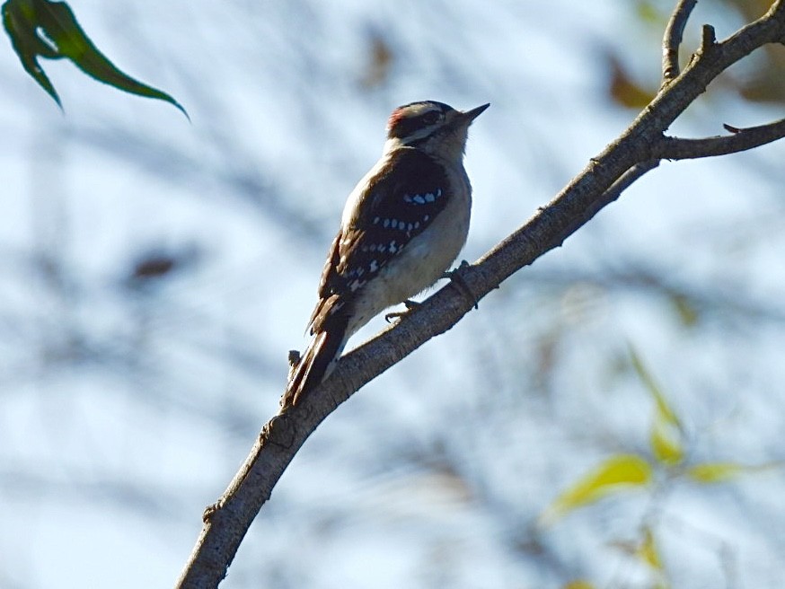 Downy Woodpecker - ML646565046