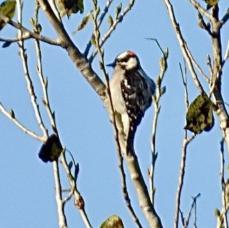 Downy Woodpecker - ML646565047