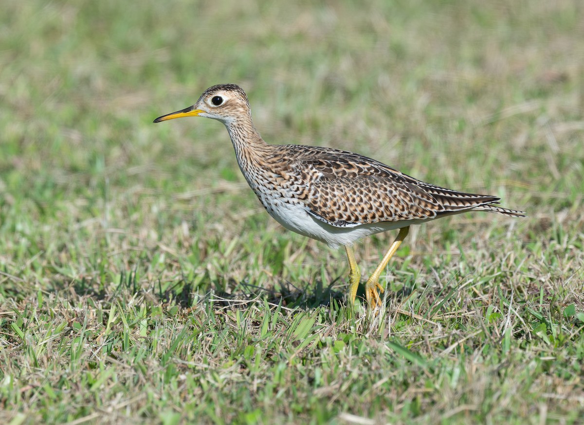 Kuliska buztanluzea - ML646565050